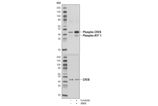 CREB Control Cell Extracts - 100 ul