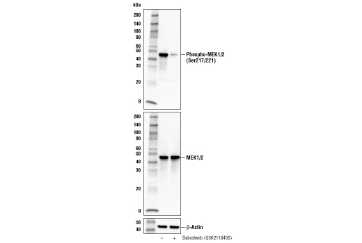 Dabrafenib (GSK2118436) - 5 mg