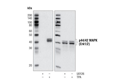 p44/42 MAPK (Erk1/2) Control Cell Extracts - 150 ul