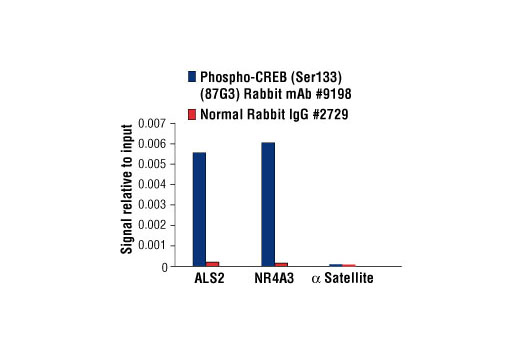 PhosphoPlus® CREB (Ser133) Antibody Duet - 1 Kit