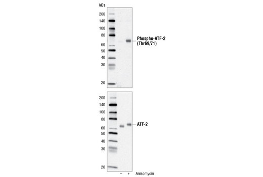 ATF-2 Control Cell Extracts - 200 ul