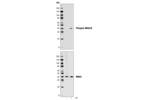 MKK3/MKK6 Control Cell Extracts - 200 ul