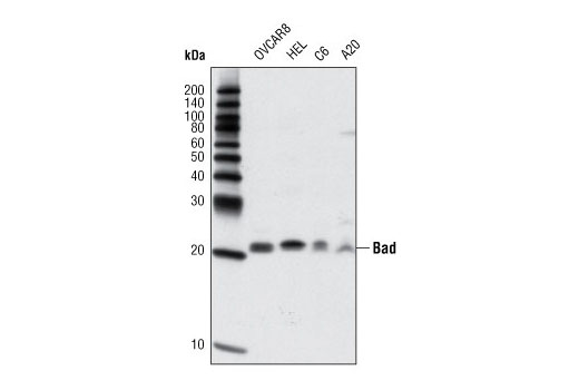 Pro-Apoptosis Bcl-2 Family Antibody Sampler Kit - 1 Kit