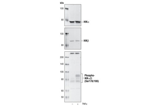 NF-κB Control Cell Extracts - 200 ul