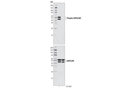 SAPK/JNK Control Cell Extracts - 150 ul