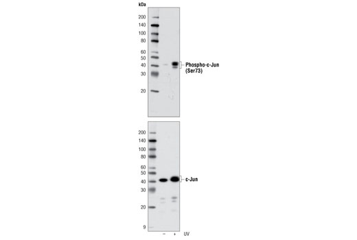 c-Jun Control Cell Extracts - 150 ul