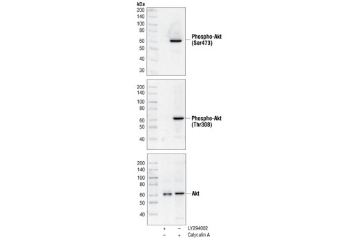 Akt Control Cell Extracts - 200 ul