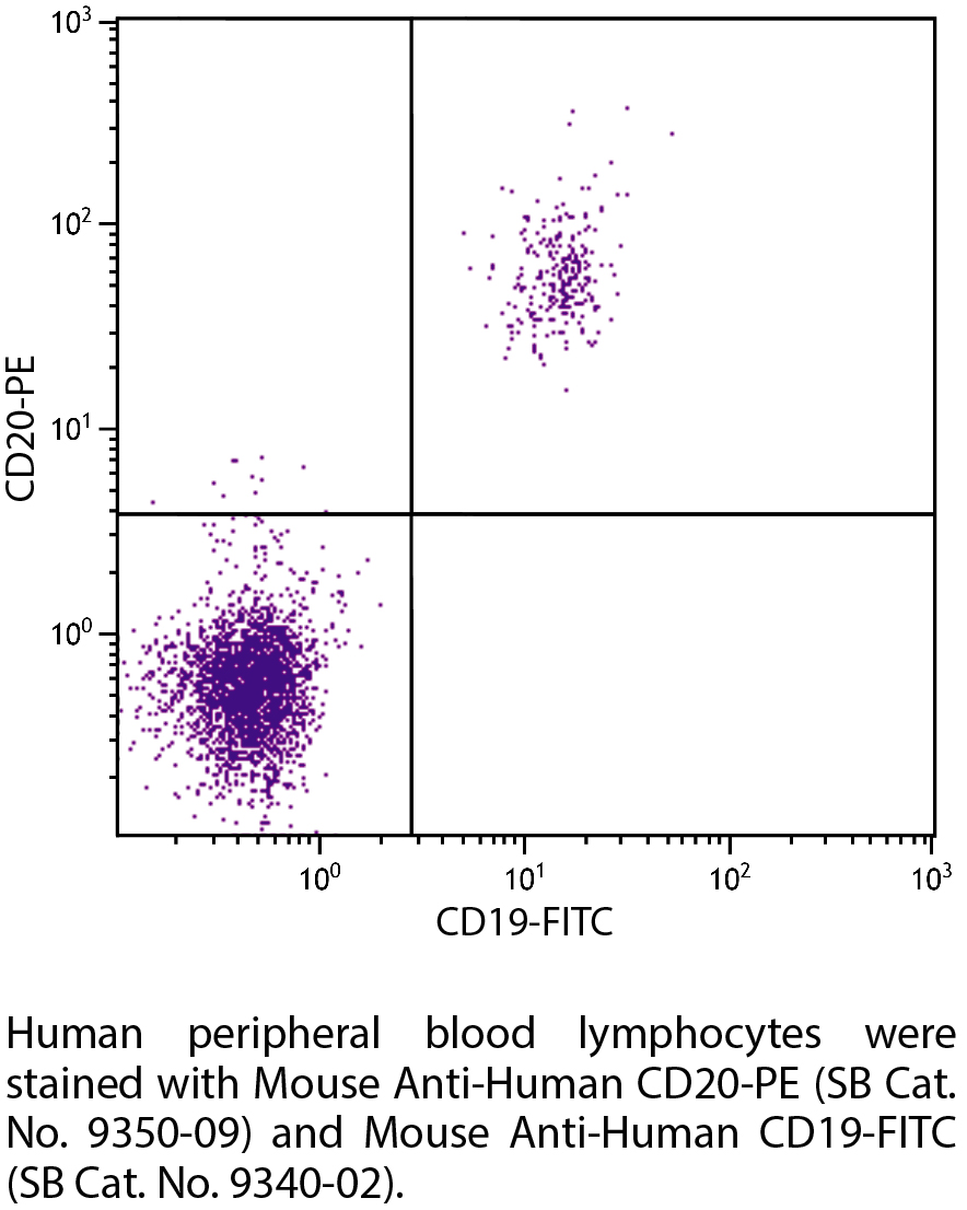 Mouse Anti-Human CD20-PE - 100 tests