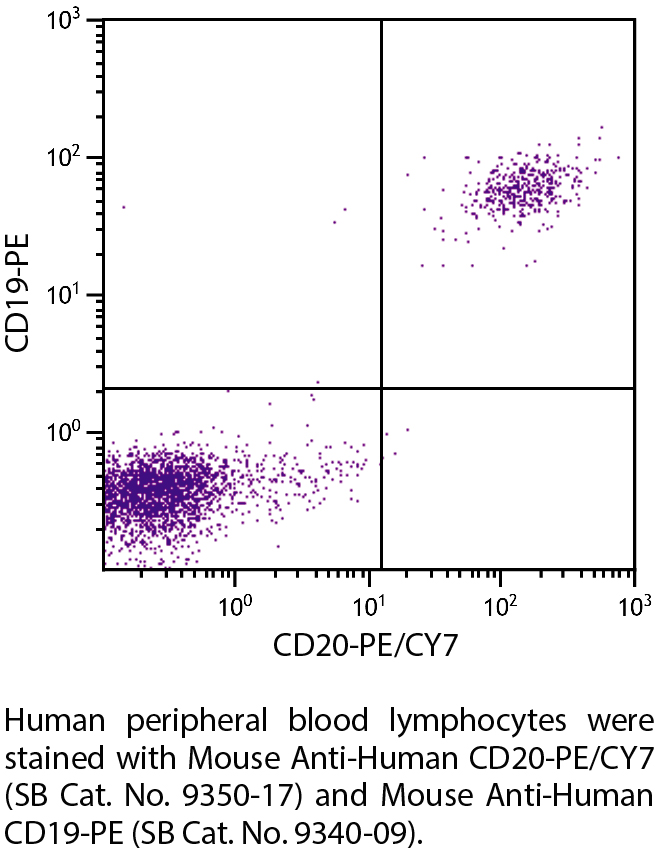 Mouse Anti-Human CD20-PE/CY7 - 100 tests