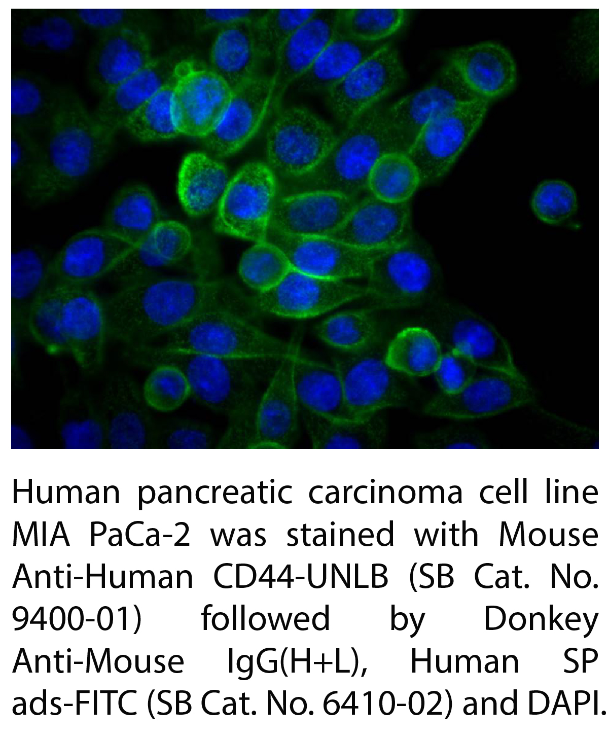 Mouse Anti-Human CD44-UNLB - 0.1 mg