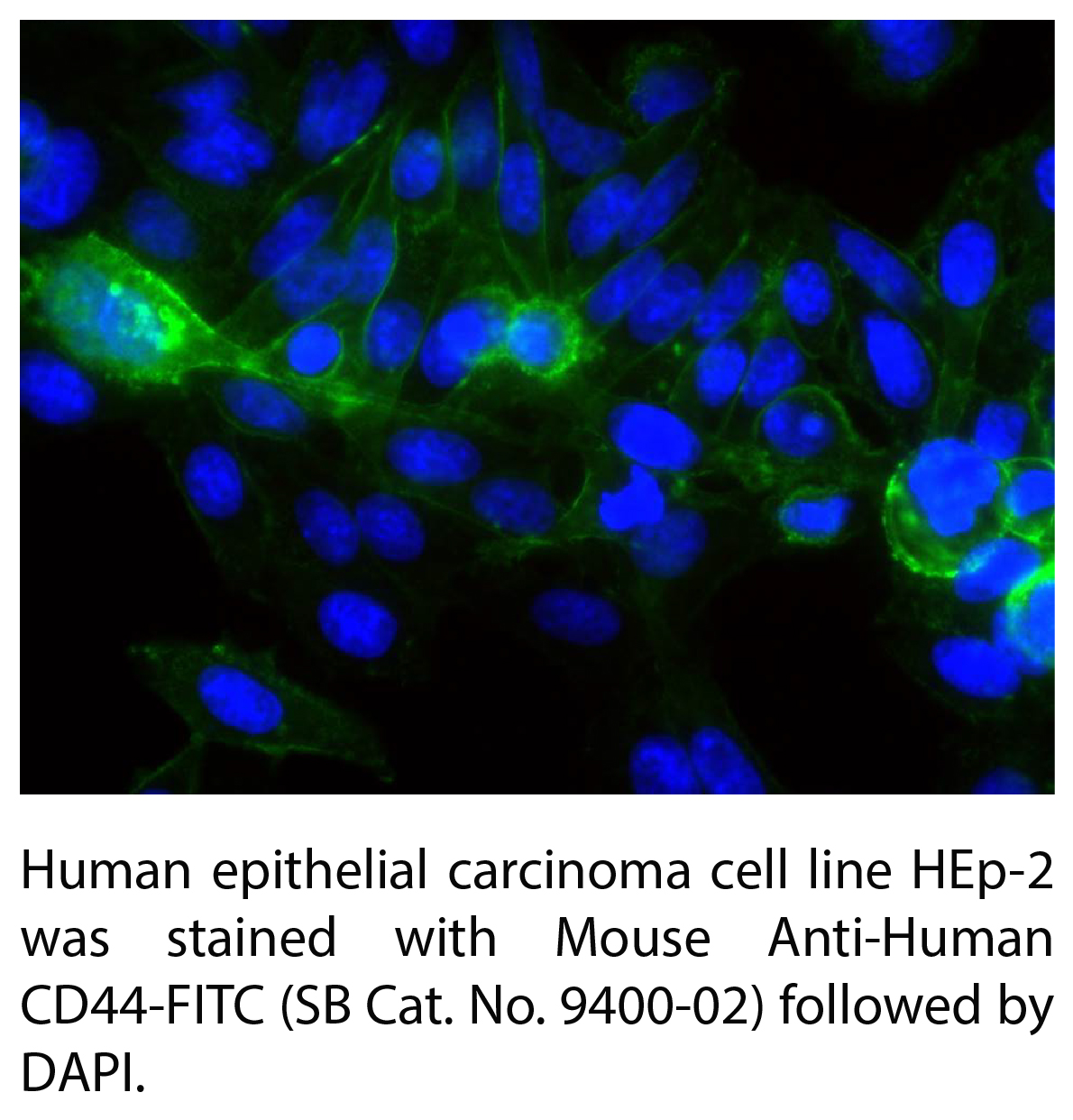 Mouse Anti-Human CD44-FITC - 100 tests