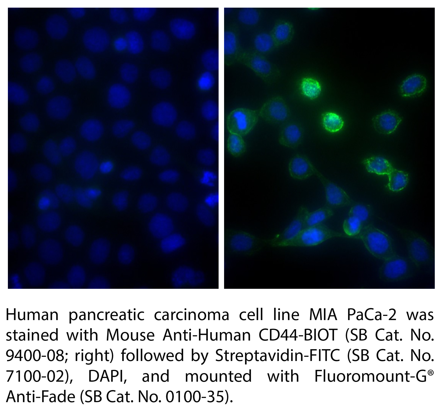 Mouse Anti-Human CD44-BIOT - 100 tests