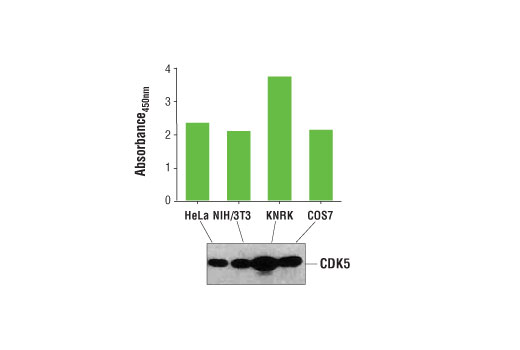 PathScan® Total CDK5 Sandwich ELISA Kit - 1 Kit