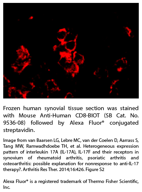 Mouse Anti-Human CD8-BIOT - 100 tests