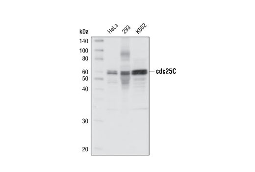 cdc25C Antibody Sampler Kit - 1 Kit