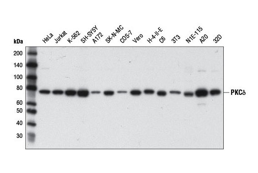 PKC Isoform Antibody Sampler Kit - 1 Kit