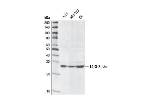 14-3-3 Family Antibody Sampler Kit - 1 Kit