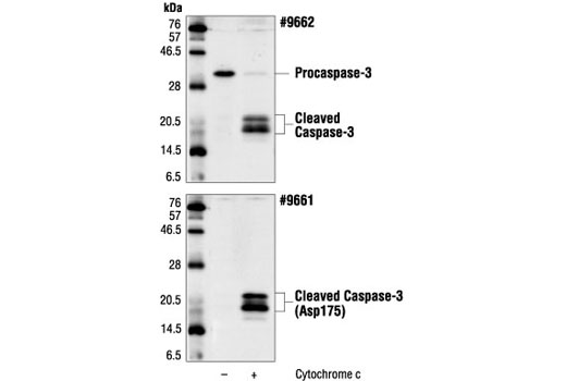 Caspase-3 Control Cell Extracts - 100 ul