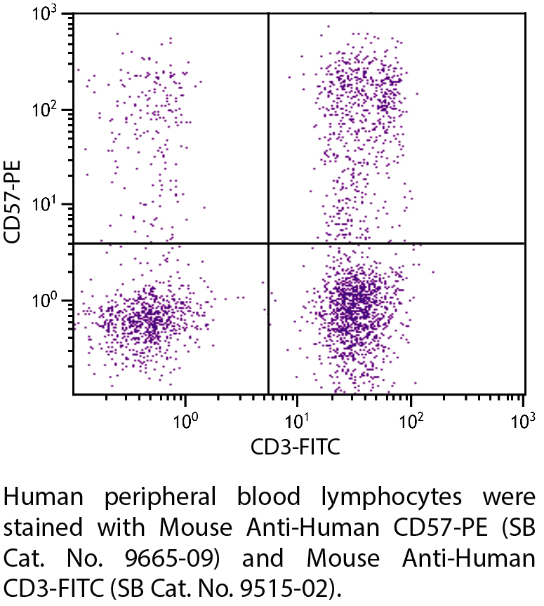 Mouse Anti-Human CD57-PE - 100 tests