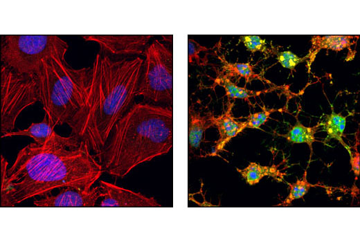 Cleaved Caspase-3 (Asp175) Antibody (Alexa Fluor® 488 Conjugate) - 100 ul