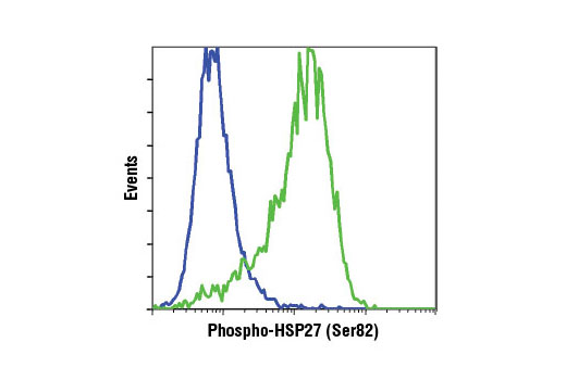 PhosphoPlus® HSP27 (Ser82) Antibody Duet - 1 Kit