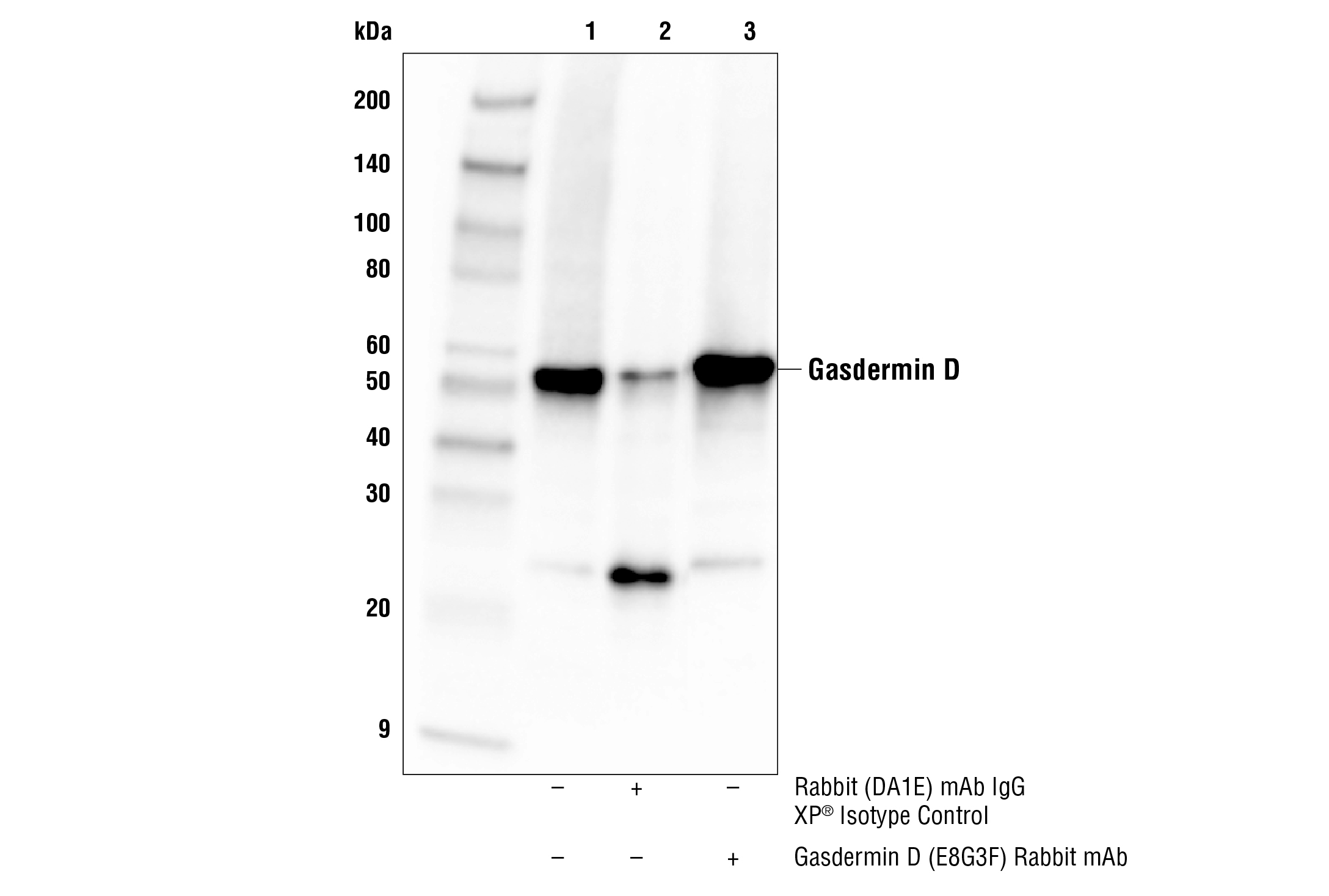 Pyroptosis Antibody Sampler Kit - 1 Kit