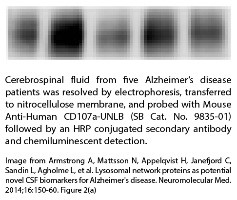 Mouse Anti-Human CD107a-UNLB - 0.1 mg