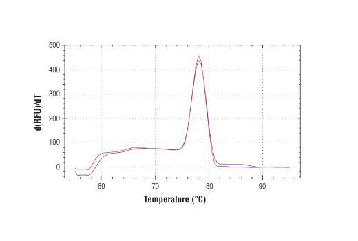 SimpleChIP® Human ZNF19 Intron 3 Primers - 500 ul