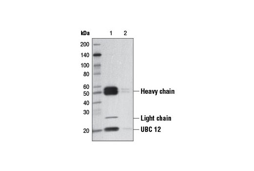 Protein A Agarose Beads - 1 ml