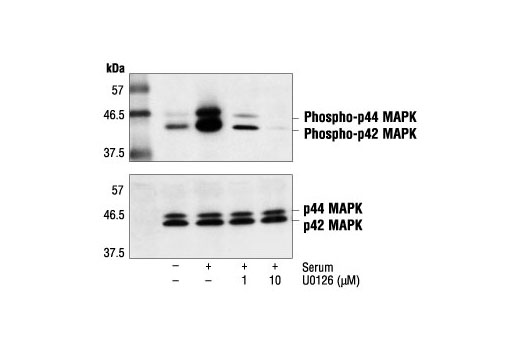 U0126 - 5 mg