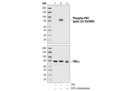 TPA (12-O-Tetradecanoylphorbol-13-Acetate) - 1 mg