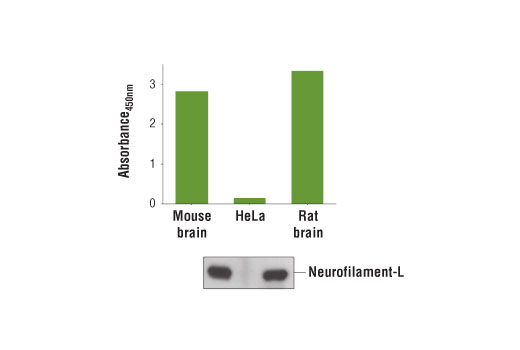 PathScan® Total Neurofilament-L Sandwich ELISA Kit - 1 Kit