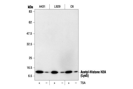 Trichostatin A (TSA) - 1 mg