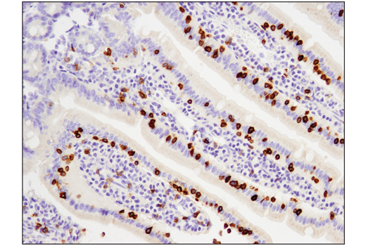 Mouse Immune Cell Phenotyping IHC Antibody Sampler Kit - 1 Kit