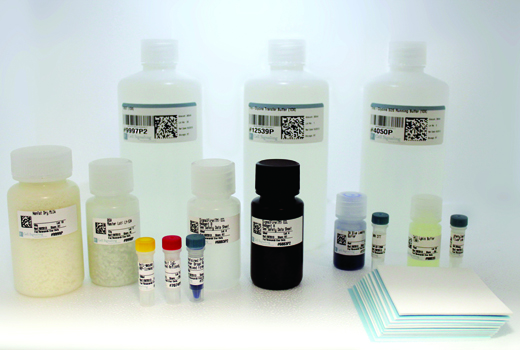 Western Blotting Application Solutions Kit - 1 Kit