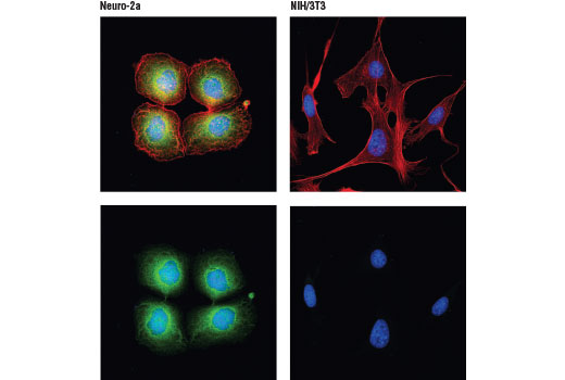 Presynaptic Vesicle Cycle Antibody Sampler Kit - 1 Kit