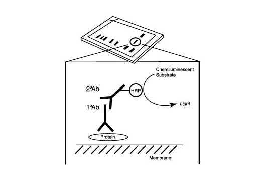 MHC Class I Antigen Processing and Presentation Antibody Sampler Kit - 1 Kit